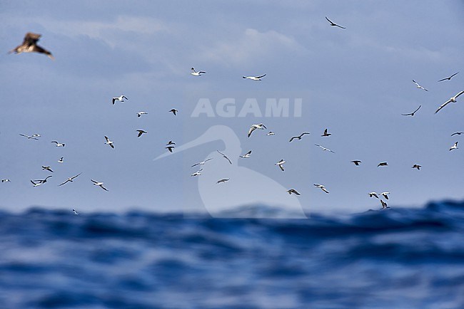 Cape Gannet (Morus capensis) flock hunting, intimate low angle, Atlantic Ocean South of Cape of Good Hope stock-image by Agami/Tomas Grim,