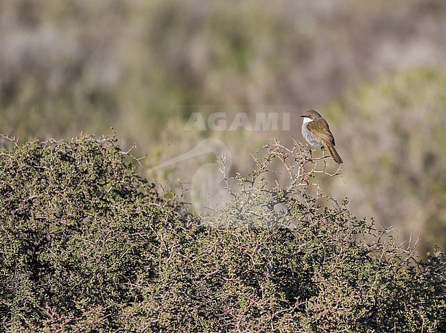 Karoo Eremomela (Eremomela gregalis) in South Africa. stock-image by Agami/Pete Morris,