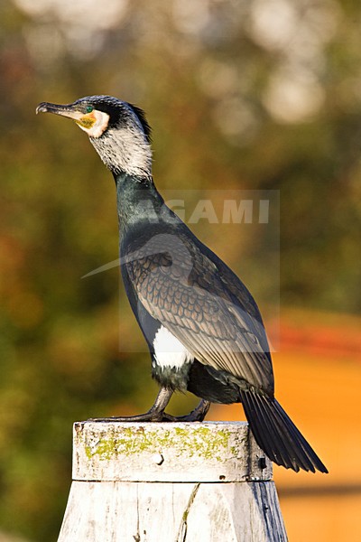 Aalscholver zittend op paal; Great Cormorant perched on a pole stock-image by Agami/Marc Guyt,