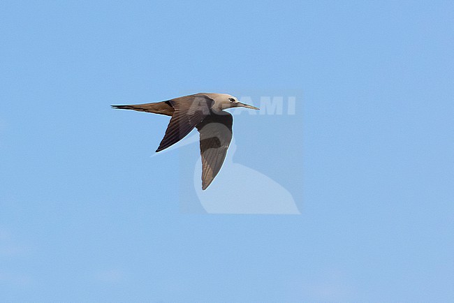 Lesser Noddy (Anous tenuirostris) in flight. stock-image by Agami/David Monticelli,