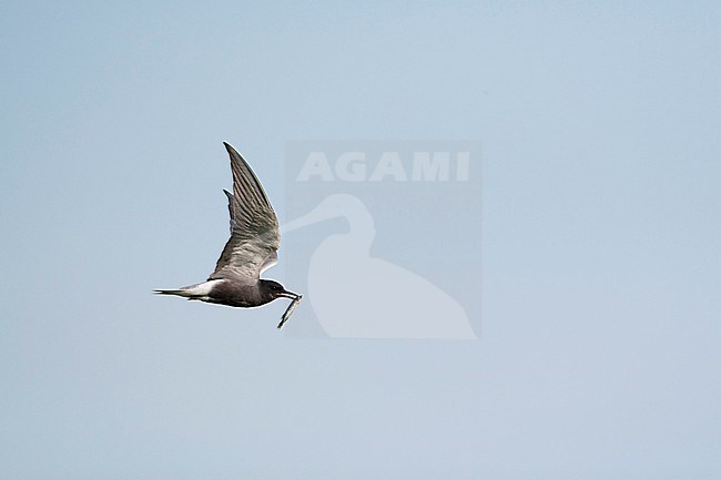 An adult Black Tern (Chlidonias niger ssp. niger) in flight carrying a small pike stock-image by Agami/Mathias Putze,