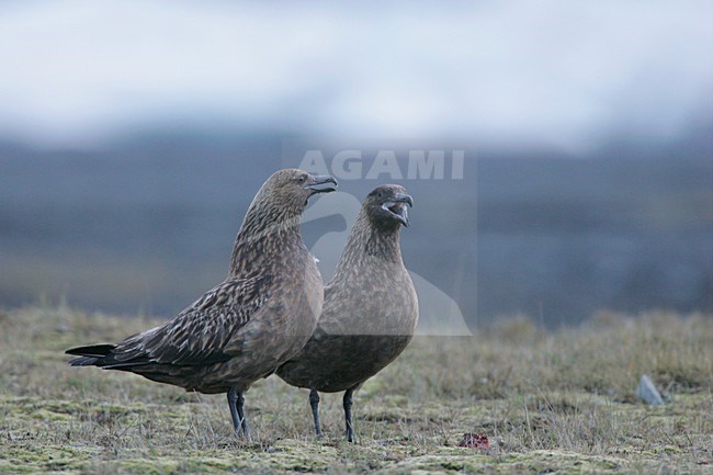 Paartje Grote Jagers; Pair of Great Skuas stock-image by Agami/Menno van Duijn,