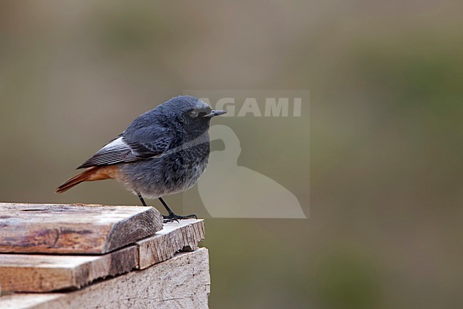 Man Zwarte Roodstaart, Male Black Redstart stock-image by Agami/Rob Olivier,