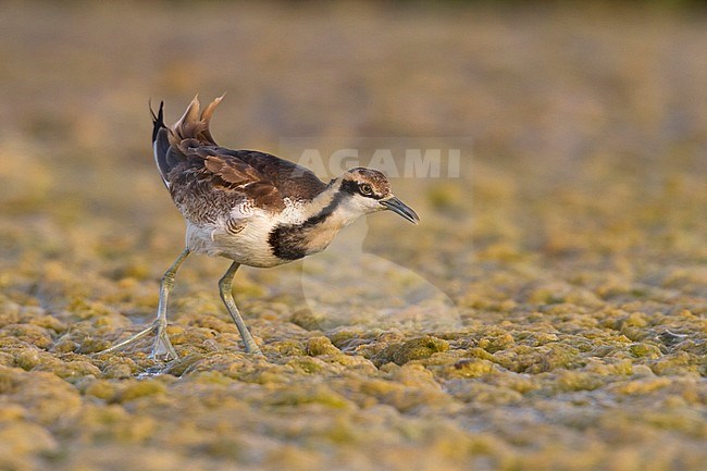 Pheasant-tailed Jacana - Fasanblatthühnchen - Hydrophasianus chirurgus, Oman, nonbreeding stock-image by Agami/Ralph Martin,