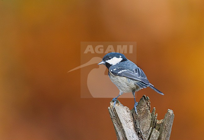 Coal Tit (Parus caereleus) in the Netherlands. Perched on a small tree stump against a stunning autumn colored background on the Veluwe. stock-image by Agami/Marc Guyt,