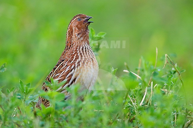 Common Quail (Coturnix coturnix), adult male singing in an Alfalfa field stock-image by Agami/Saverio Gatto,