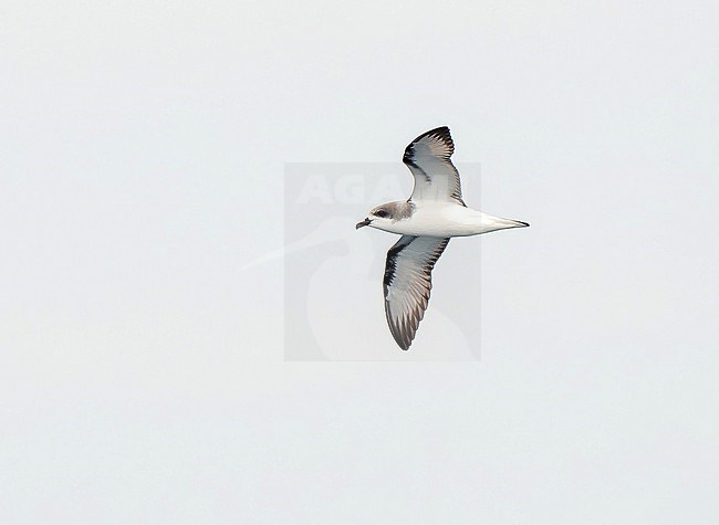 Pycroft's Petrel (Pterodroma pycrofti) at sea around islets off North Island, New Zealand.  The species is threatened by introduced rats, which prey on nesting eggs and nestlings. stock-image by Agami/Dani Lopez-Velasco,