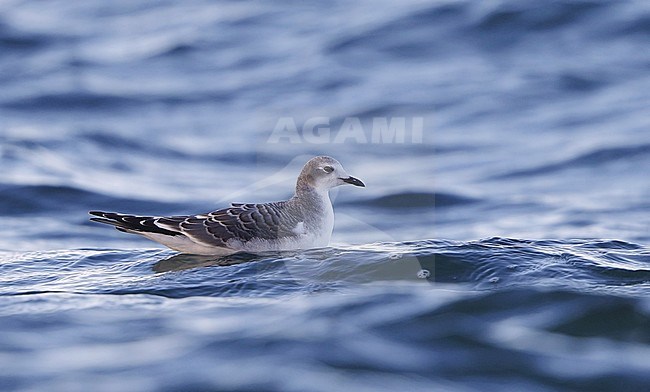 First-winter Sabine's Gull (Xema sabini) swimming off the coast at Sjællands Odde in Denmark. stock-image by Agami/Helge Sorensen,