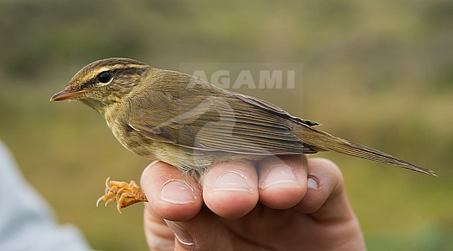 Raddes Boszanger; Radde's Warbler; Phylloscopus schwarzi stock-image by Agami/Arnoud B van den Berg ,