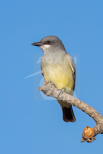 Adult
Santa Barbara Co., CA
November 2022 stock-image by Agami/Brian E Small,