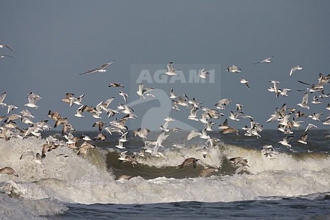 flock of Herring Gull and Black-headed Gull in surf; groep Zilvermeeuw en Kokmeeuw in branding stock-image by Agami/Marc Guyt,