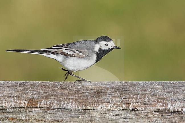 White Wagtail - Bachstelze - Motacilla alba ssp. alba, Germany stock-image by Agami/Ralph Martin,