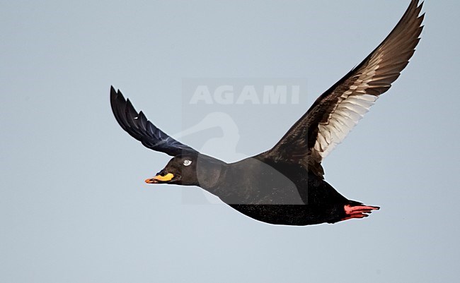 Mannetje Grote Zee-eend in flight; Male Velvet Scoter in flight stock-image by Agami/Markus Varesvuo,