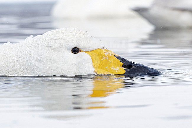 Whooper Swan (Cygnus cygnus) in winter surronding. stock-image by Agami/Marcel Burkhardt,