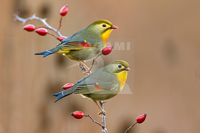 Introduced Red-billed Leiothrix (Leiothrix lutea) in Italy. stock-image by Agami/Daniele Occhiato,
