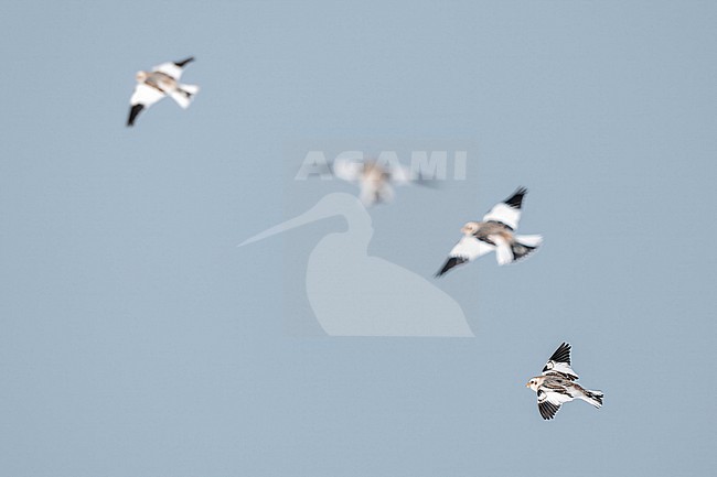 Snow Bunting (Plectrophenax nivalis) flying agains blue sky in its wintering habitat in Canada. stock-image by Agami/Marcel Burkhardt,