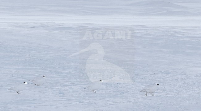 Mannetje Alpensneeuwhoen in de sneeuw, Male Rock Ptarmigan in the snow stock-image by Agami/Markus Varesvuo,