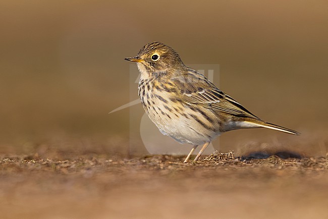 Meadow Pipit, Anthus pratensis, in Italy. stock-image by Agami/Daniele Occhiato,