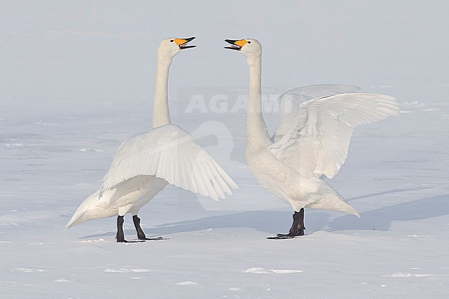 Whooper Swan (Cygnus cygnus) in winter surronding. stock-image by Agami/Marcel Burkhardt,