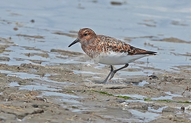 Sanderling (Calidris Alba), adult in summer plumage standing at the waddensea, seen from the side. stock-image by Agami/Fred Visscher,