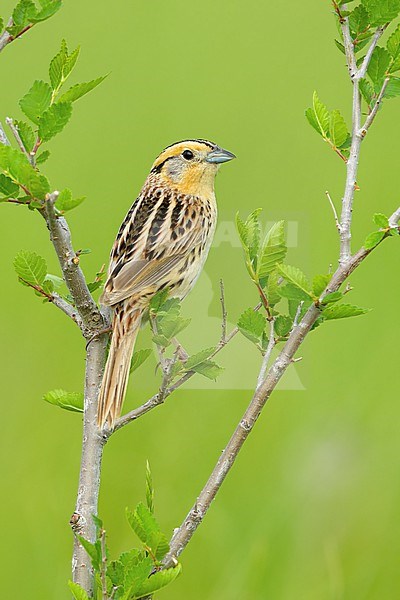 Adult LeConte's Sparrow, Ammospiza leconteii
Kidder Co., ND stock-image by Agami/Brian E Small,