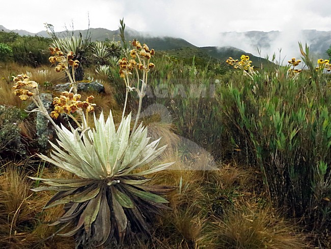 Espeletia grandiflora, Chingaza National Park, Cundinamarca Department, Colombia stock-image by Agami/Marc Guyt,