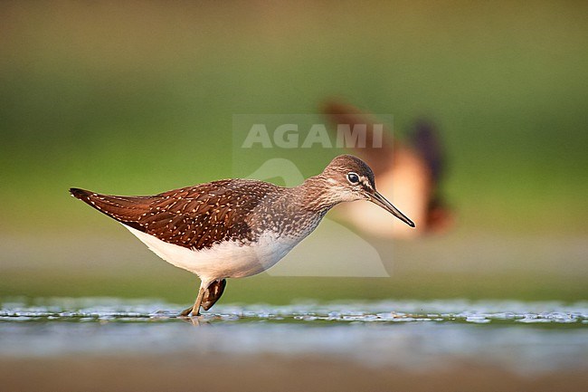 Green Sandpiper (Tringa ochropus) foraging, with Barn Swallow in background, Czechia stock-image by Agami/Tomas Grim,