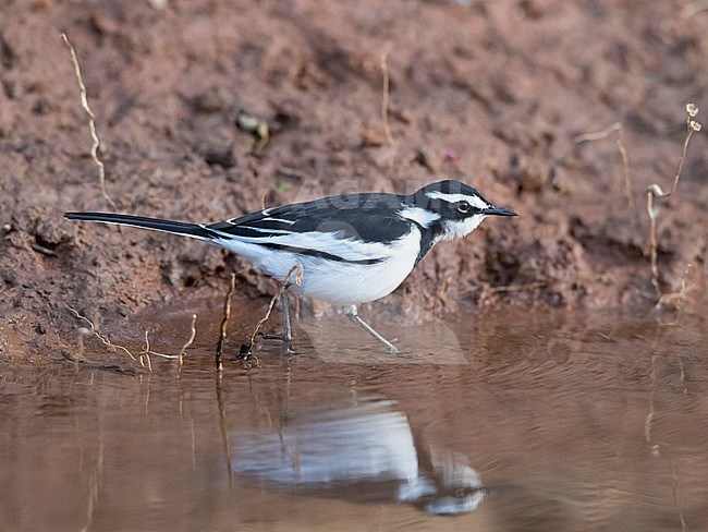 An adult male African Pied Wagtail (Motacilla aguimp) wading in the water. Side view. Gambia, Africa stock-image by Agami/Markku Rantala,