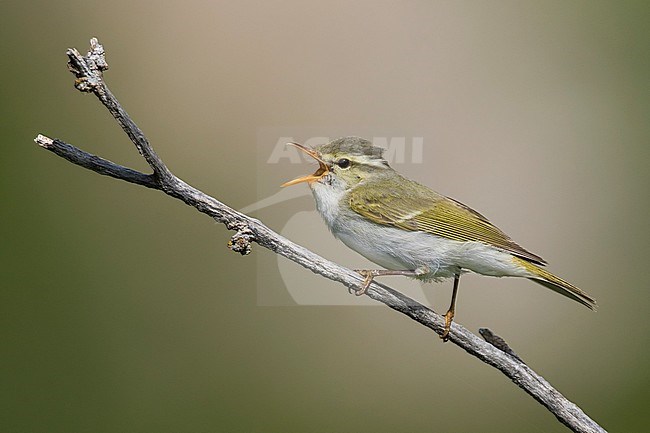 Adult Western Crowned Leaf-warbler (Phylloscopus occipitalis) in Tajikistan. Singing male. stock-image by Agami/Ralph Martin,