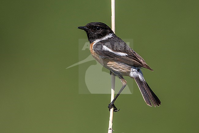 Roodborsttapuit; European Stonechat; Saxicola rubicola stock-image by Agami/Daniele Occhiato,