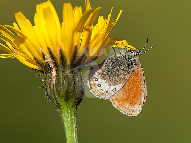 Alpenhooibeestje / Alpine Heath (Coenonympha gardetta) stock-image by Agami/Wil Leurs,