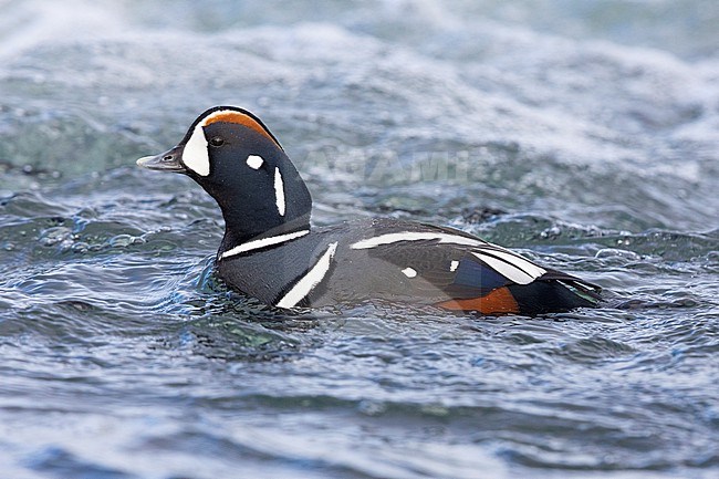 Harlequin Duck (Histrionicus histrionicus), side view of an adult male swimming in the water, Northeastern Region, Iceland stock-image by Agami/Saverio Gatto,