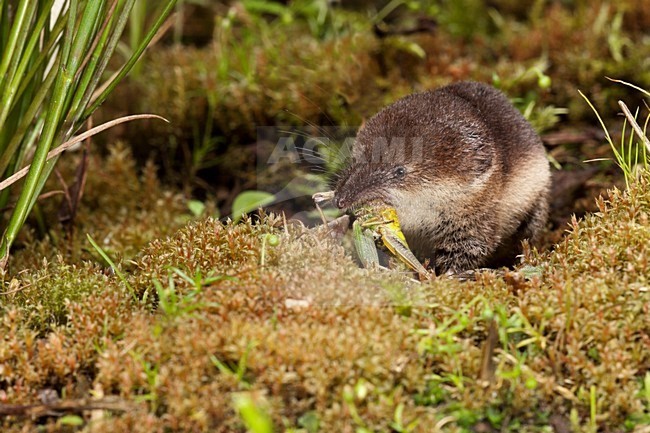 Bosspitsmuis etend, Common Shrew eating stock-image by Agami/Theo Douma,