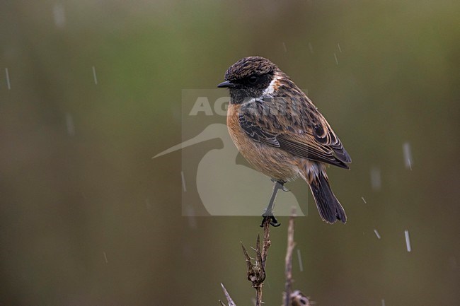 Winterkleed Roodborsttapuit; European Stonechat winterplumage stock-image by Agami/Daniele Occhiato,