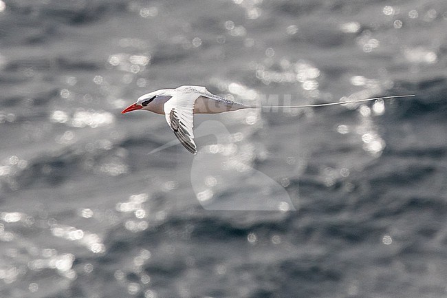 Red-billed tropicbird (Phaethon aethereus) flying, against the sea as background, near Praia, Cape Verde. stock-image by Agami/Sylvain Reyt,