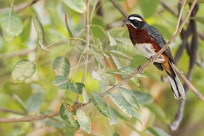 Black-and-chestnut Warbling Finch (Poospiza whitii) Perched on a branch in Argentina stock-image by Agami/Dubi Shapiro,