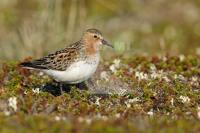 Adult Red-necked Stint (Calidris ruficollis) in breeding plumage at tundra of Seward Peninsula, Alaska, USA during June 2018. stock-image by Agami/Brian E Small,