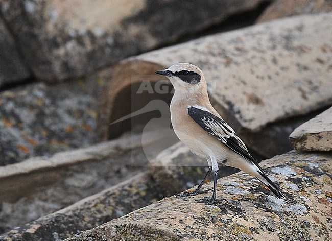 Western Black-eared Wheatear (Oenanthe hispanica) during late summer in Spain. stock-image by Agami/Laurens Steijn,