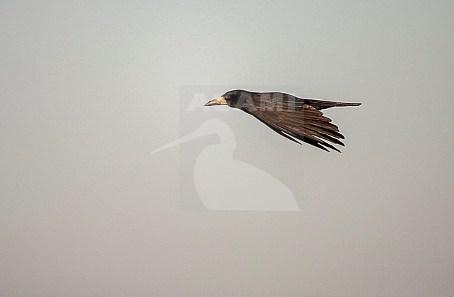 Flying Rook, Corvus frugilegus, in Hungary, stock-image by Agami/Marc Guyt,