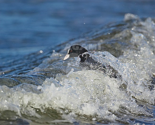 Zwemmende Meerkoet; Swimming Eurasian Coot stock-image by Agami/Markus Varesvuo,