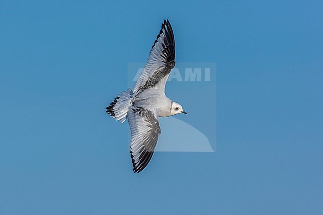 First winter Ross's Gull (Rhodostethia rosea) flying over Nieuwpoort's pier, West Flanders, Belgium. stock-image by Agami/Vincent Legrand,