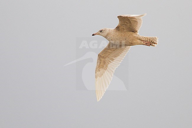 Iceland Gull, Larus glaucoides stock-image by Agami/Menno van Duijn,