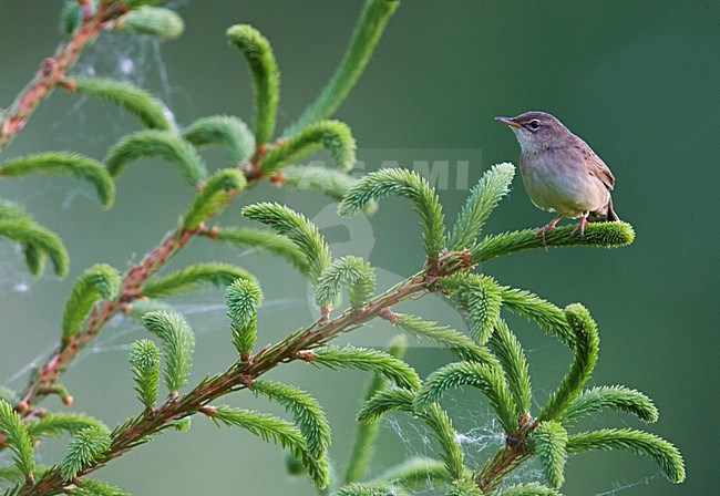 Sprinkhaanzanger, Common Grasshopper Warbler stock-image by Agami/Markus Varesvuo,