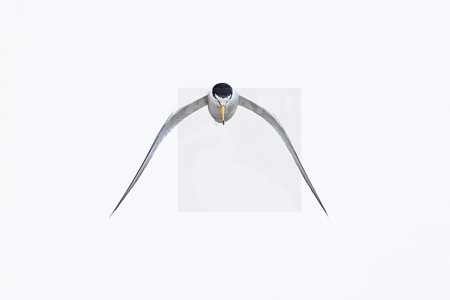 adult little tern (Sternula albifrons) in breeding plumage in flight, found at Buir Lake (Buir Nuur) in Dornod Aimag in Mongolia stock-image by Agami/Mathias Putze,