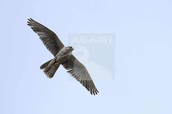 Adult female Saker Falcon (Falco cherrug) of the subspecies milvipes in flight against the blue sky stock-image by Agami/Mathias Putze,
