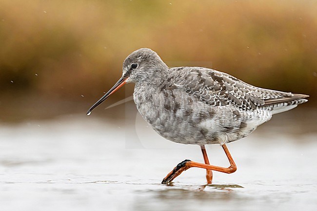Moulting Spotted Redshank, Tringa erythropus, in the Netherlands. stock-image by Agami/Han Bouwmeester,