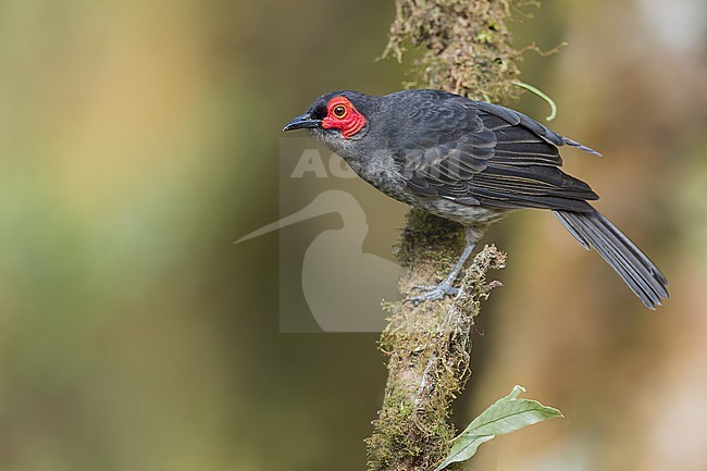 Smoky Honeyeater (Melipotes fumigatus) Perched on a branch in Papua New Guinea stock-image by Agami/Dubi Shapiro,