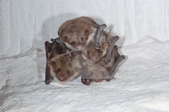 Vale vleermuizen in winterslaap, Greater Mouse Eared Bat in hibernation stock-image by Agami/Theo Douma,
