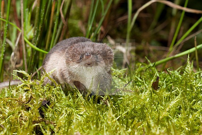 Bosspitsmuis, Common Shrew stock-image by Agami/Theo Douma,