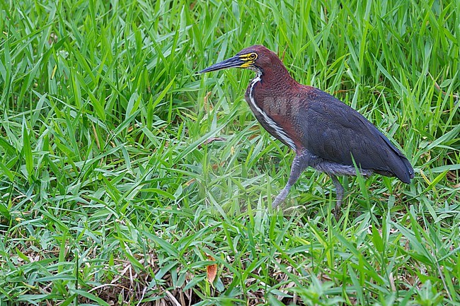 Rufescent Tiger-Heron (Tigrisoma lineatum) Perched on the edge of a pond  in Brazil stock-image by Agami/Dubi Shapiro,